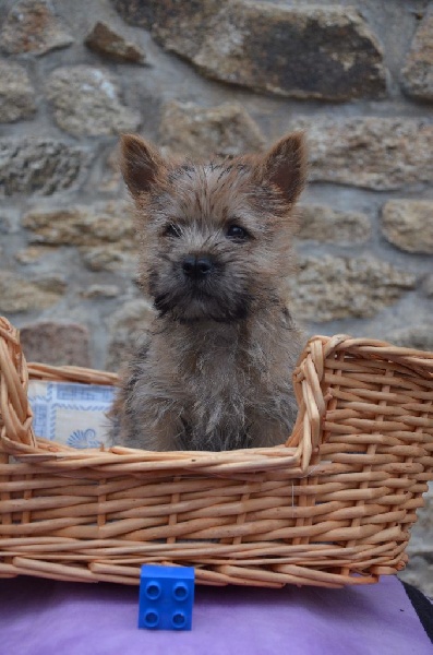 du jardin des korrigans - Chiot disponible  - Cairn Terrier