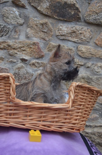 du jardin des korrigans - Chiot disponible  - Cairn Terrier