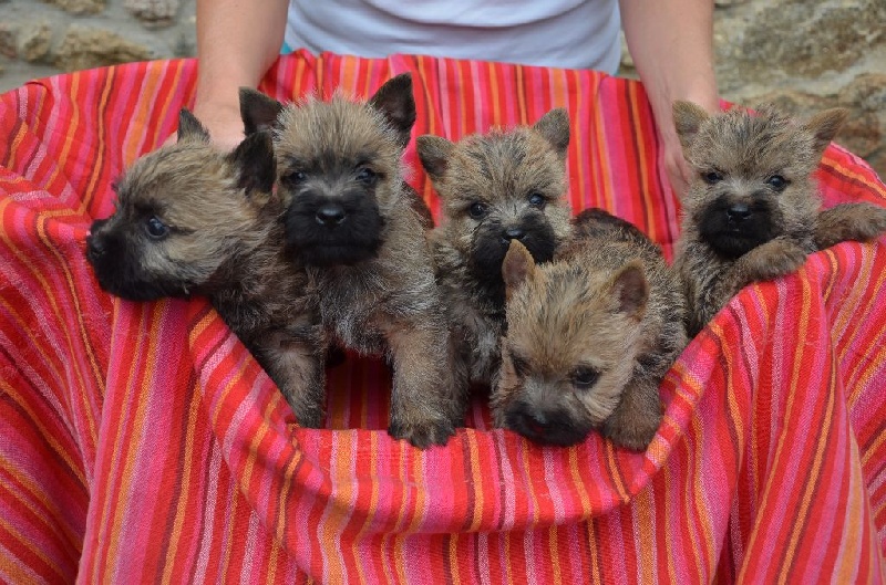 du jardin des korrigans - Cairn Terrier - Portée née le 12/06/2015