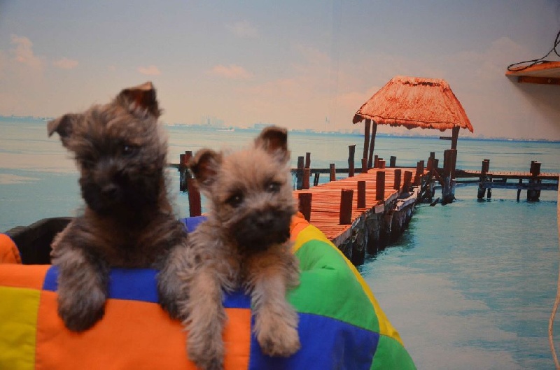 du jardin des korrigans - Cairn Terrier - Portée née le 19/11/2014