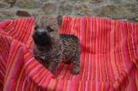 CHIOT