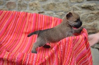 CHIOT