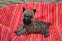 CHIOT