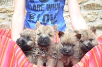CHIOT